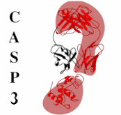 [CASP3 Logo]