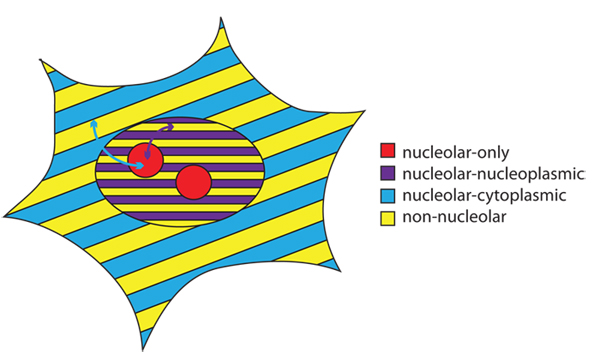 Groups of differing nucleolar association